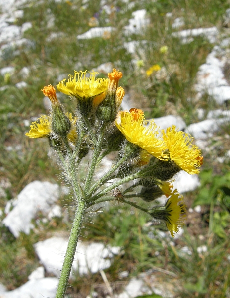 Pilosella cymosa (=Hieracium cymosum) / Pelosella cimosa